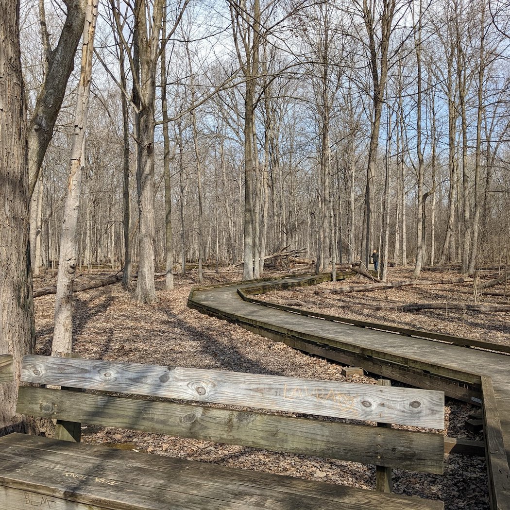 Forest Nature Area 2
