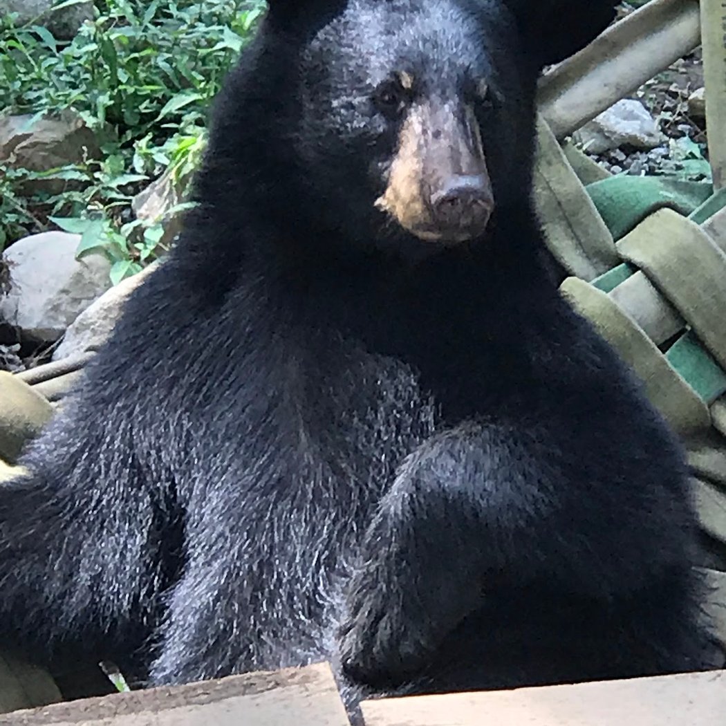 Adirondack Wildlife Refuge and Rehab Center 2