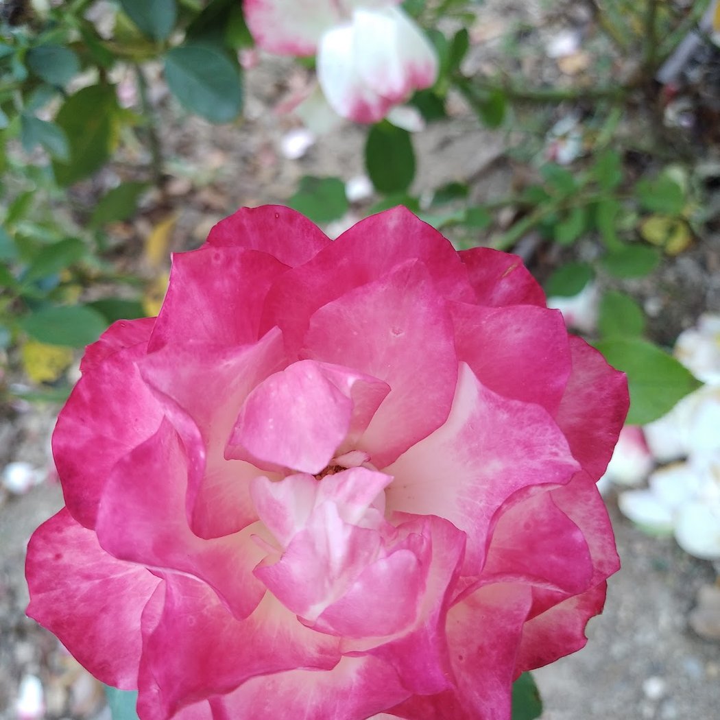 borély Garden 2