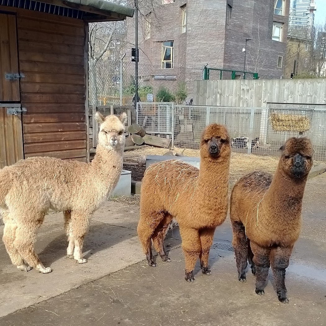 Vauxhall City Farm 1