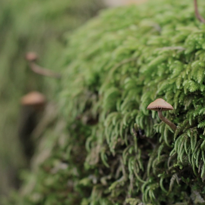 Beneath the Canopy 1