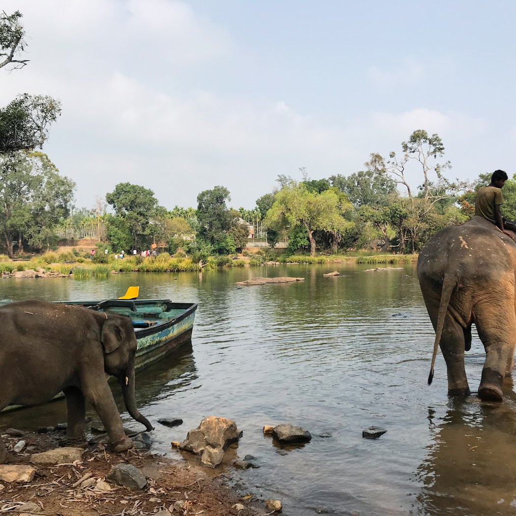 Dubare elephant camp 2
