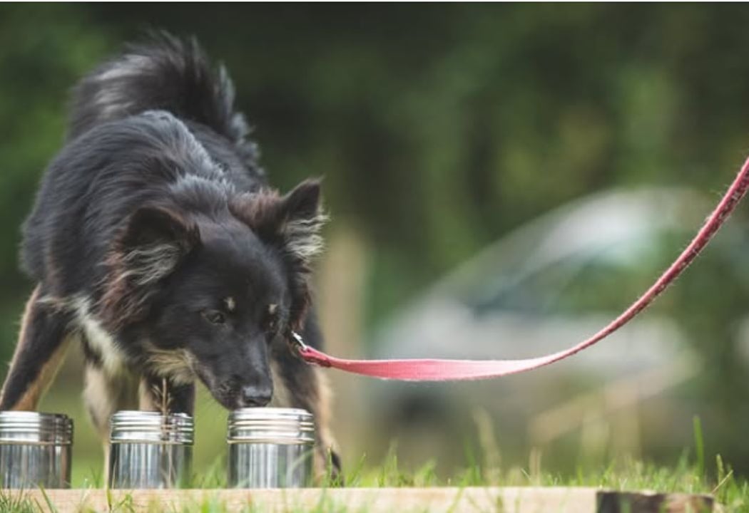 Olykan - Dog Training Paris 2