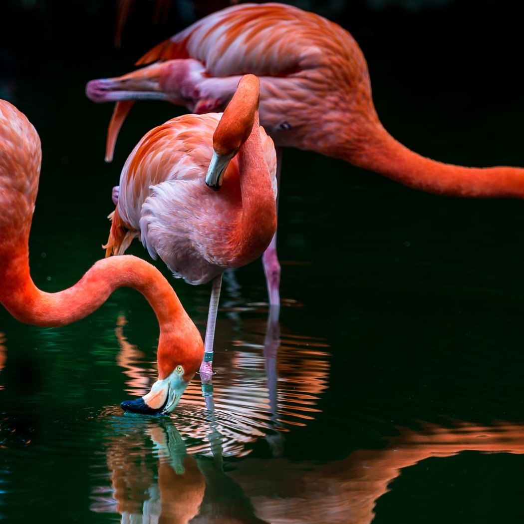 Flamingo Gardens 1