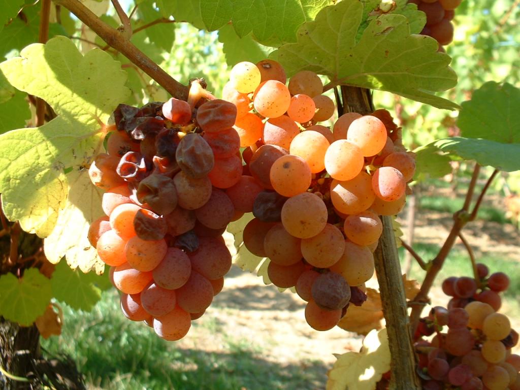 Vendanges en famille 3