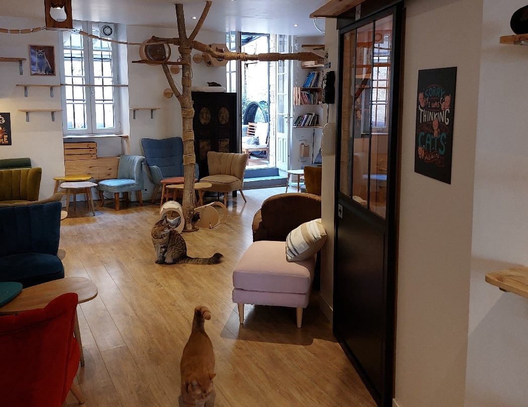 Le Comptoir Des Chats (enfants à partir de 10 ans) 3