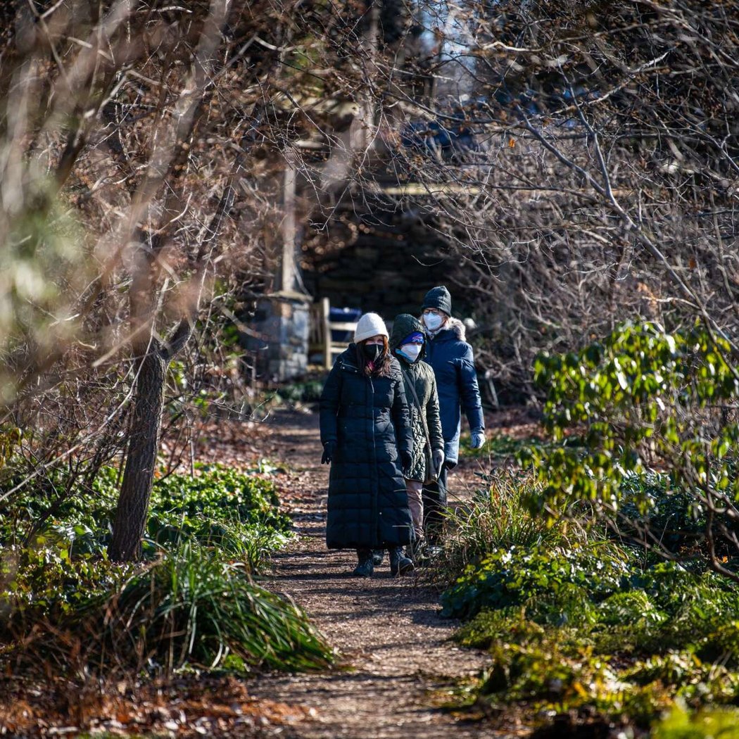 Forest Bathing in the Winter Landscape 1