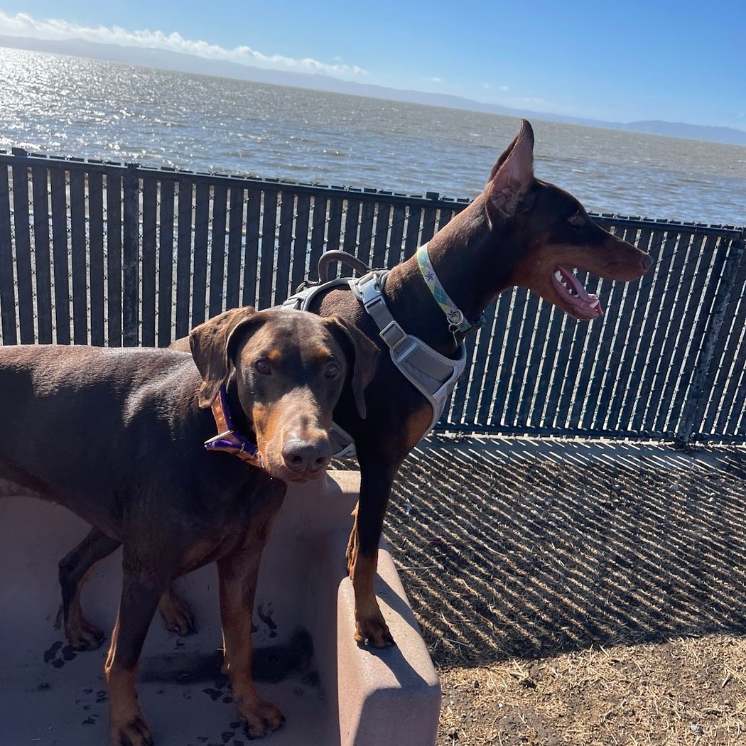 Marina Dog Park 3