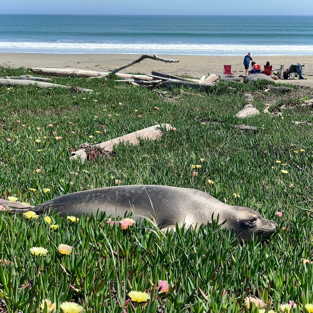 Trip to see elephant seals 1