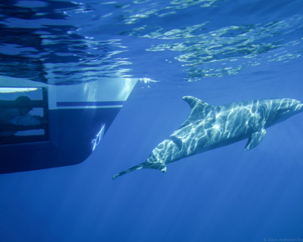 Whale & Dolphin Watching Tour 2