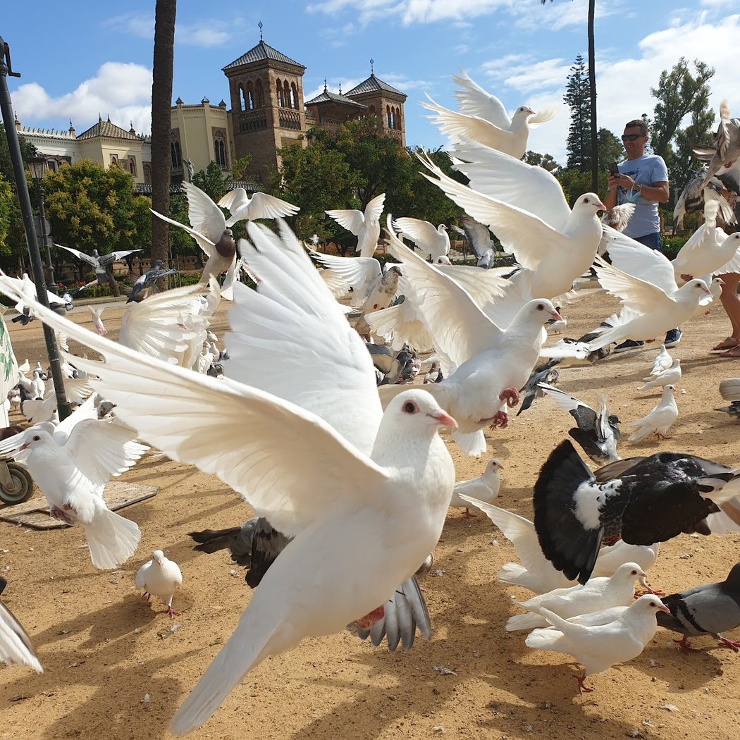 Parque de las Palomas 1