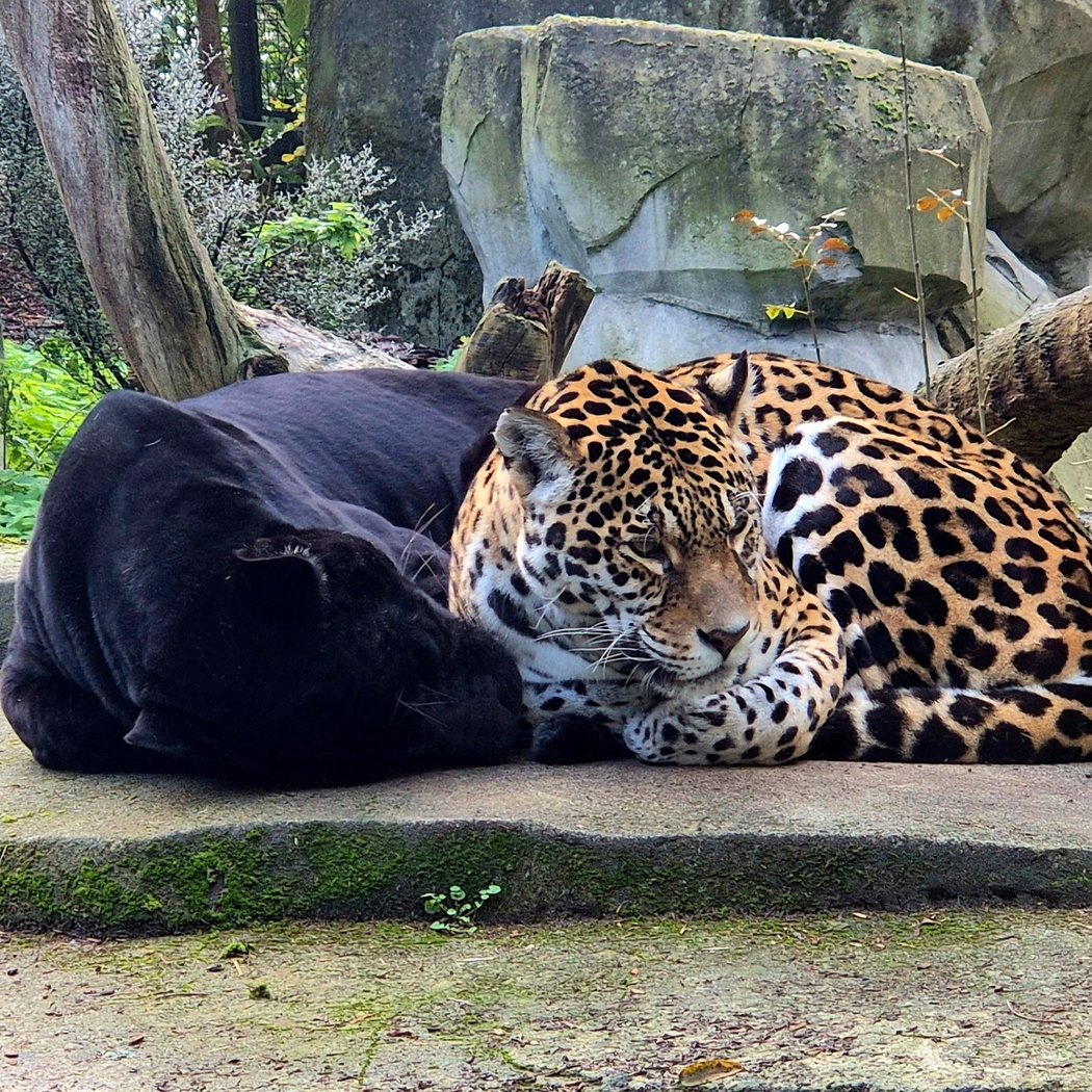 Dimanches au zoo famille 1