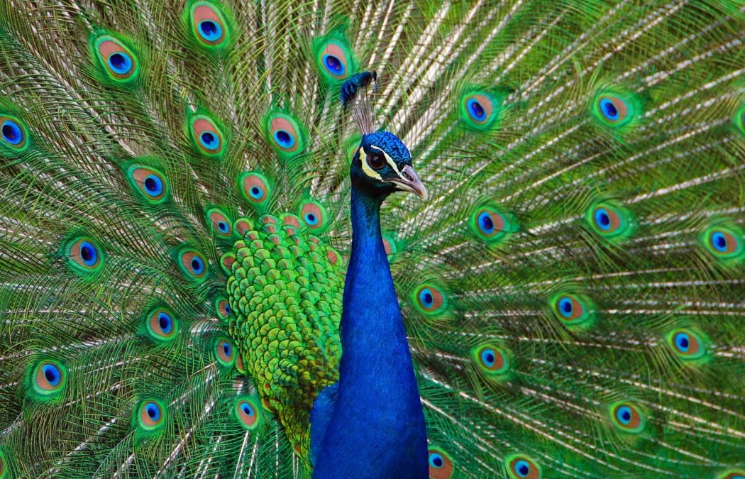 Los Angeles County Arboretum & Botanic Garden 3