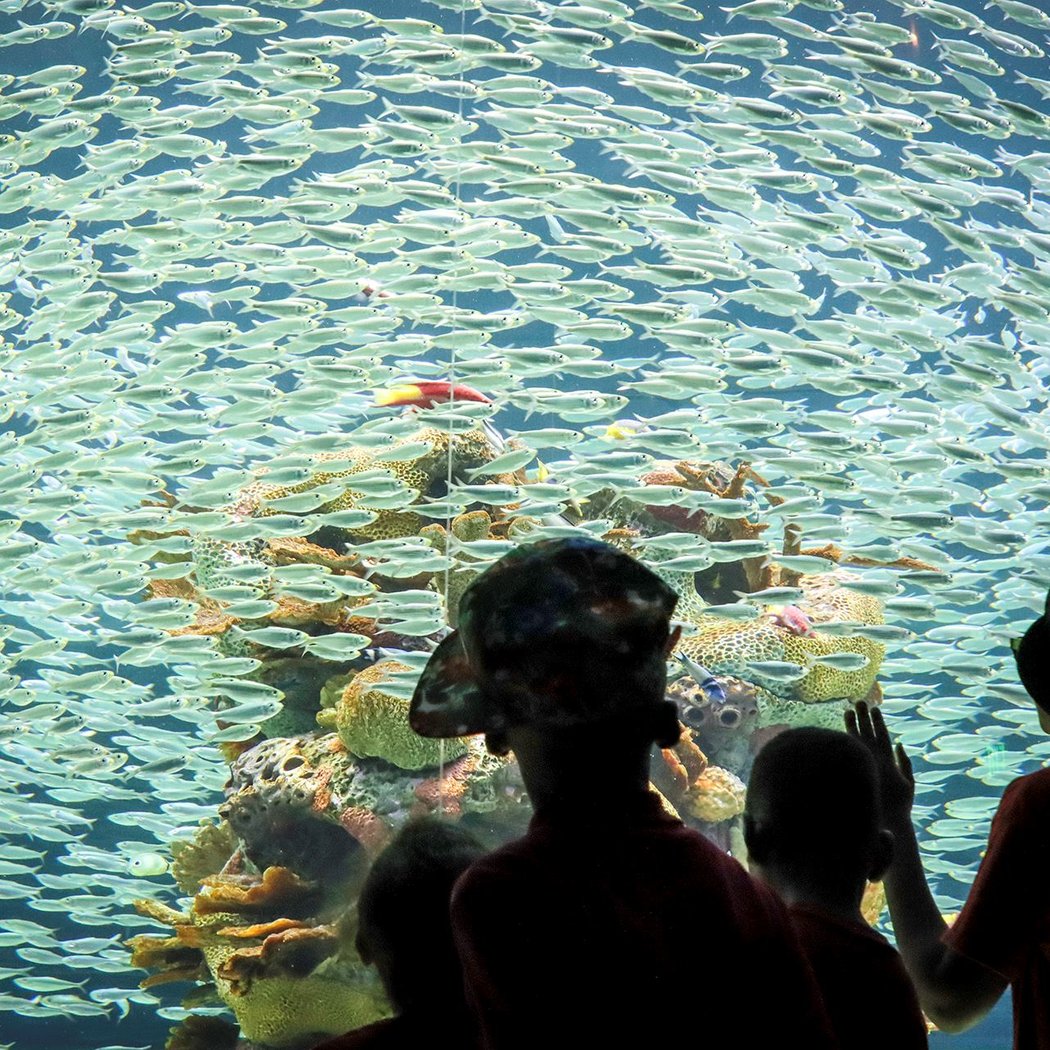 Mississippi Aquarium 2