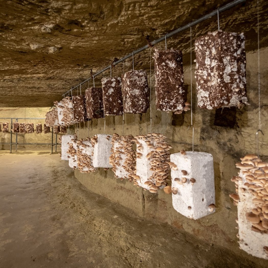 Musée du Champignon 2
