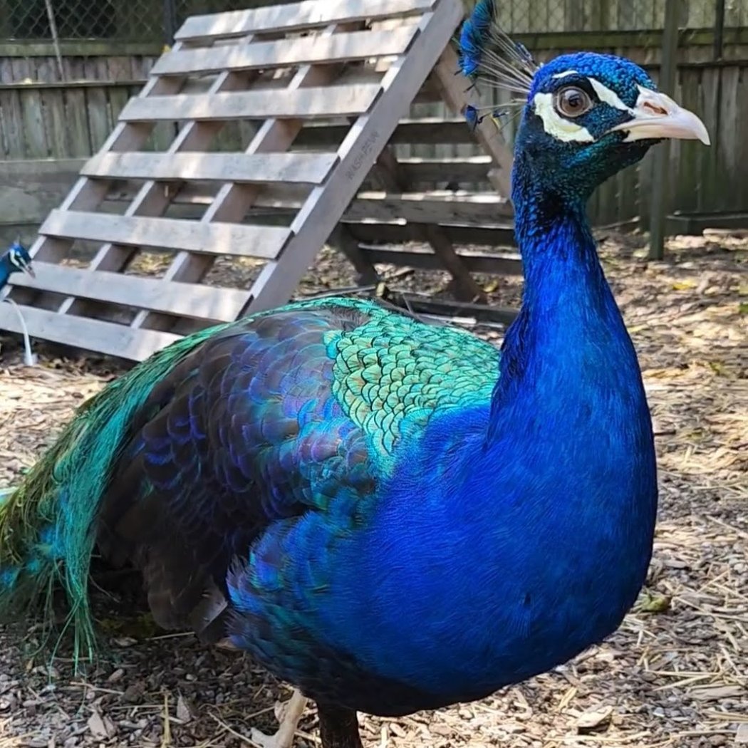 Peninsula SPCA 2