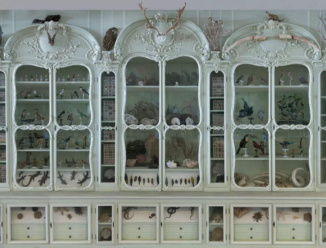 Le Muséum fête ses 400 ans 1
