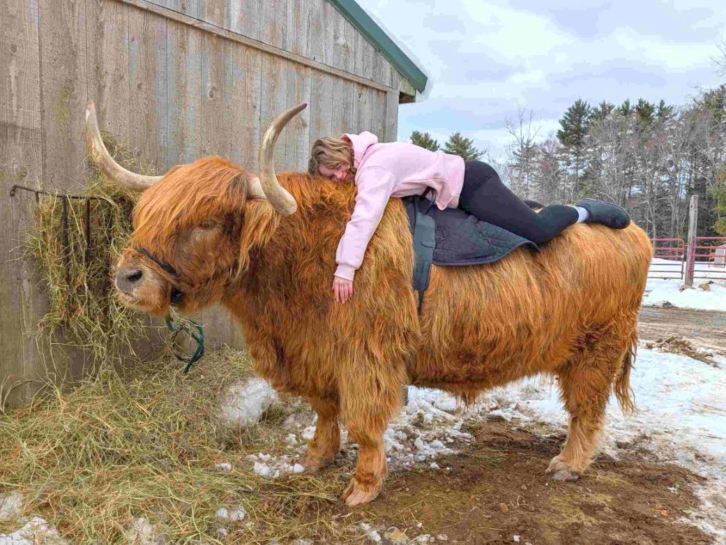 Cow Crew Experience 1