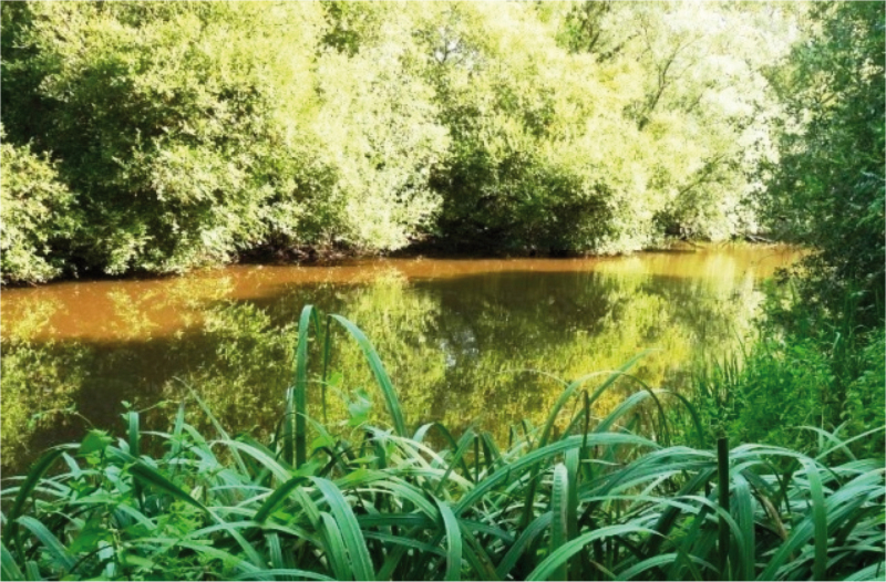 La Petite Amazonie 2