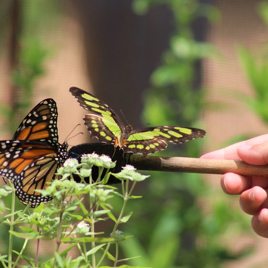 Breakfast With Butterflies 3