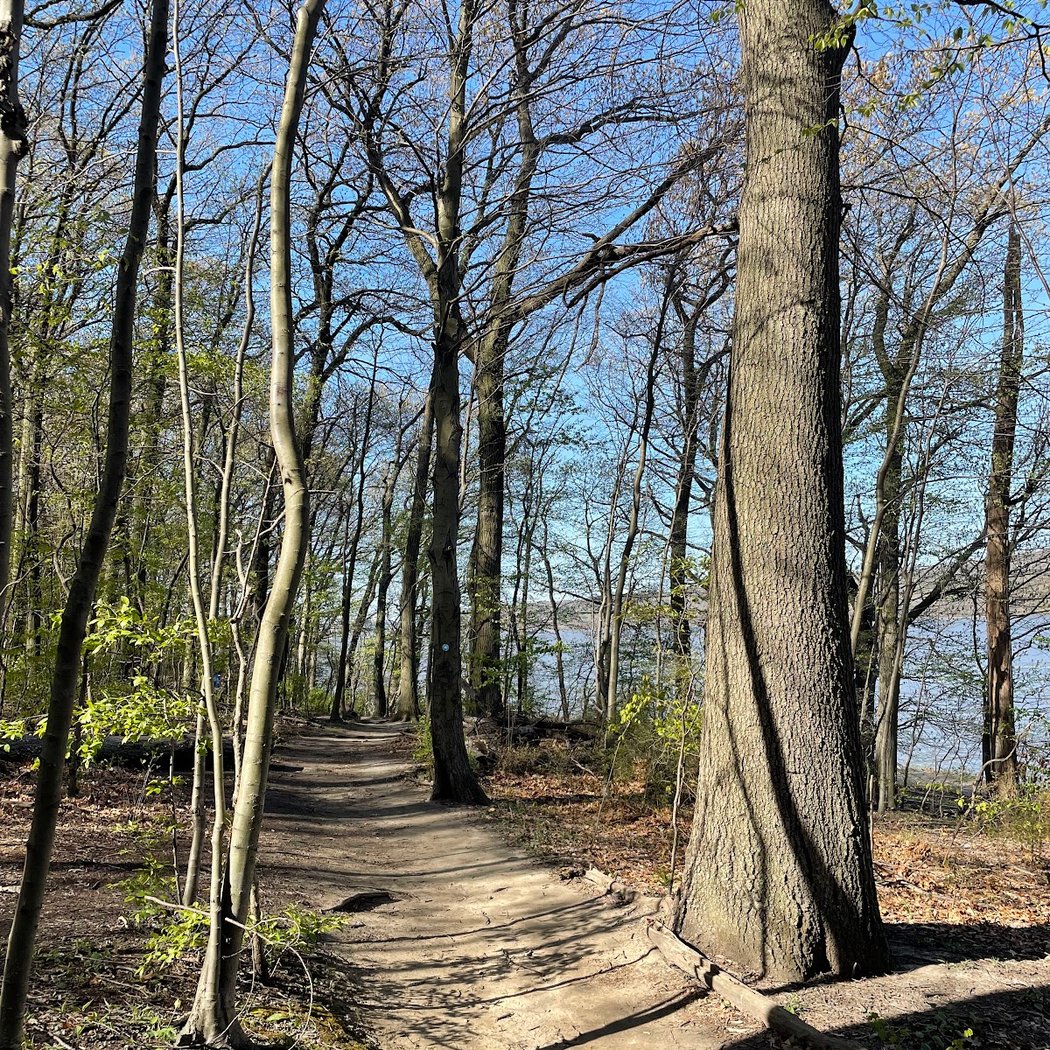 City Nature Challenge: Life Under a Log 1