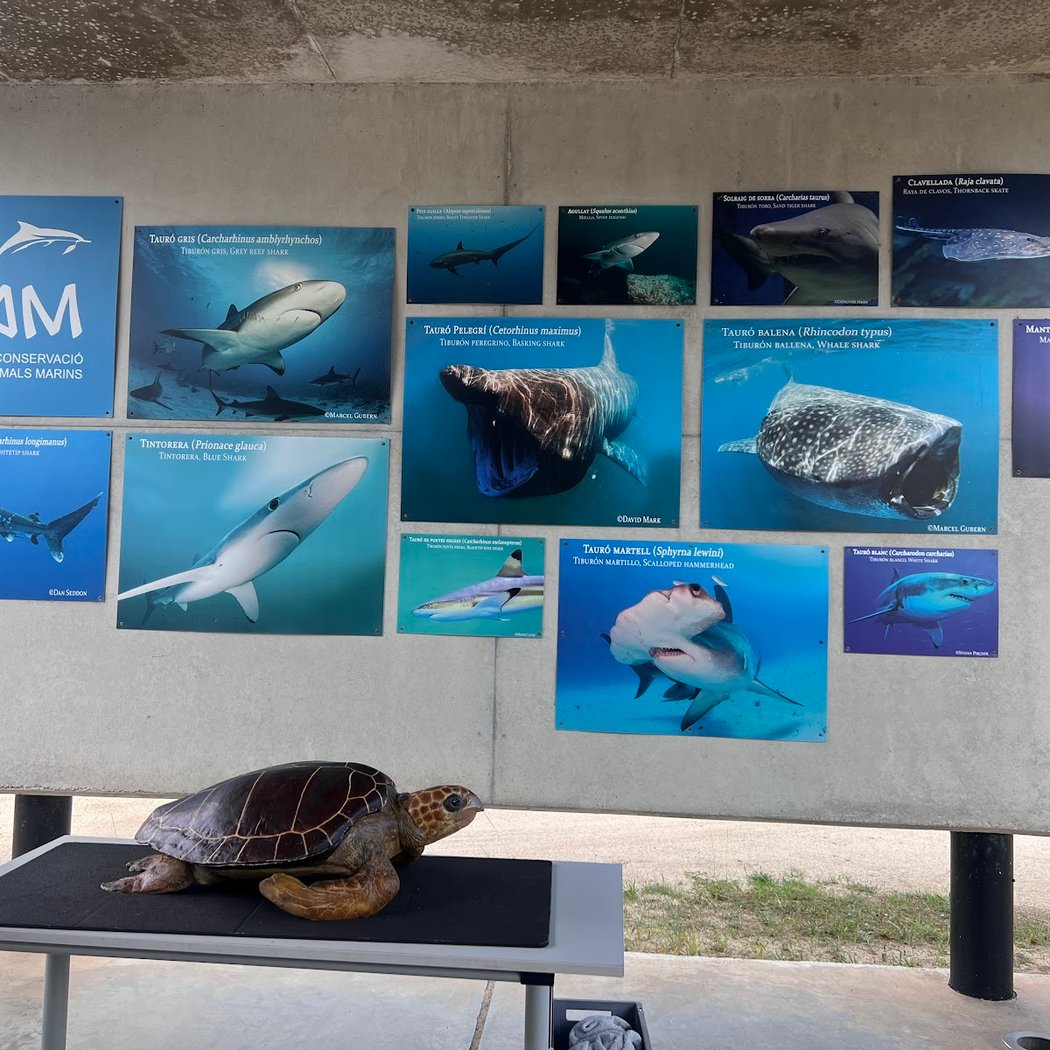 Fundació per la Conservació i Recuperació d'Animals Marins (CRAM) 3