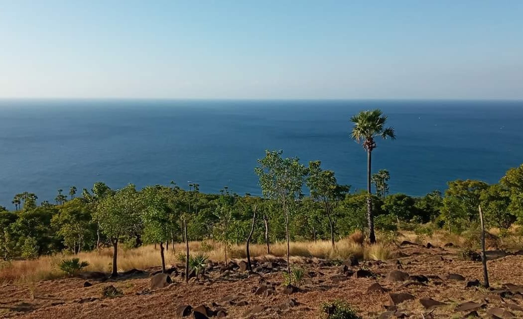 Amed 3