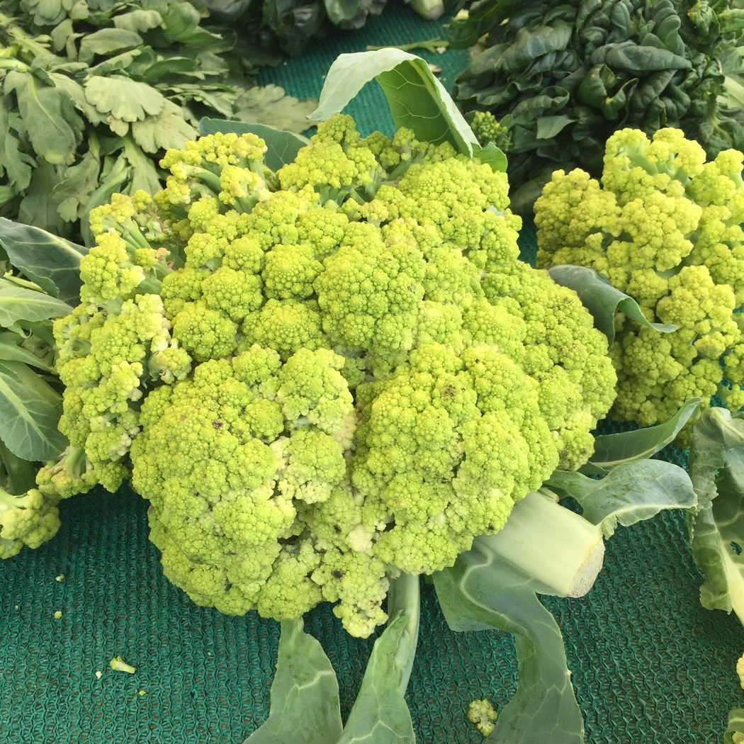 Kids Day at the Market 3
