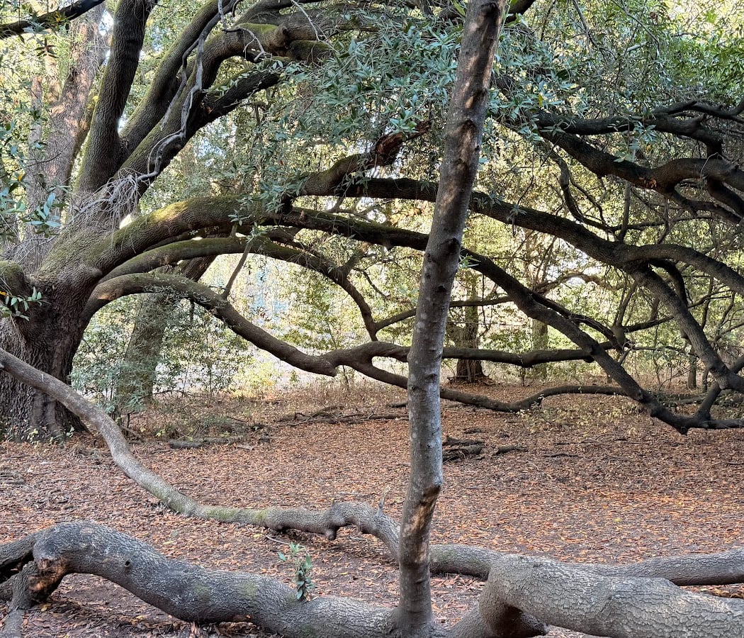 Deer Island Preserve 2