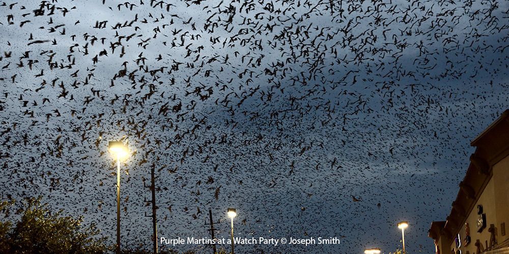 Purple Martin Watch Party 3
