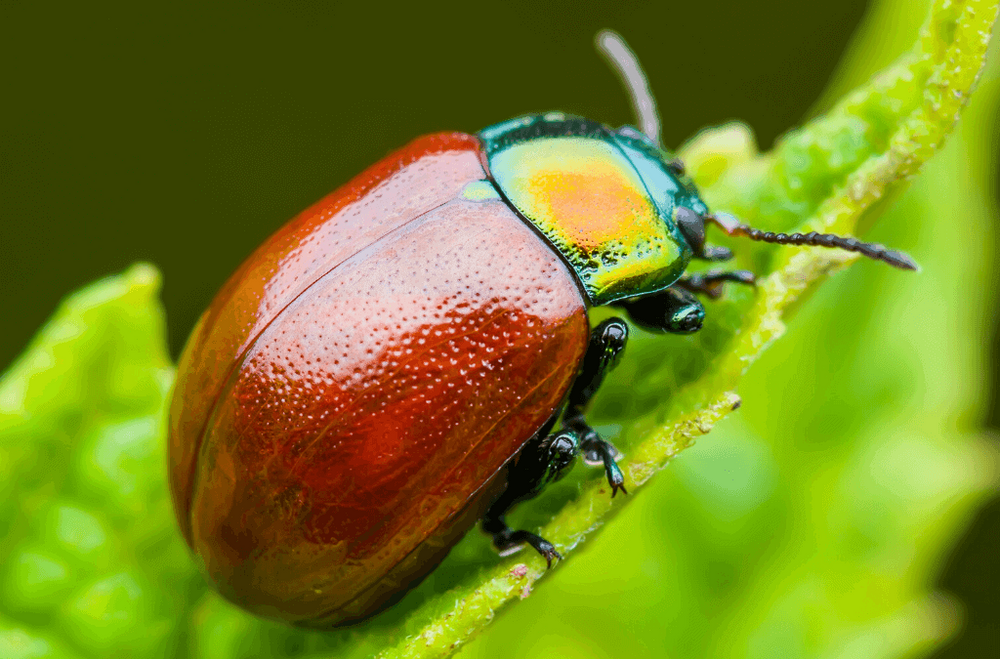 Terrific Bug Tuesday 4