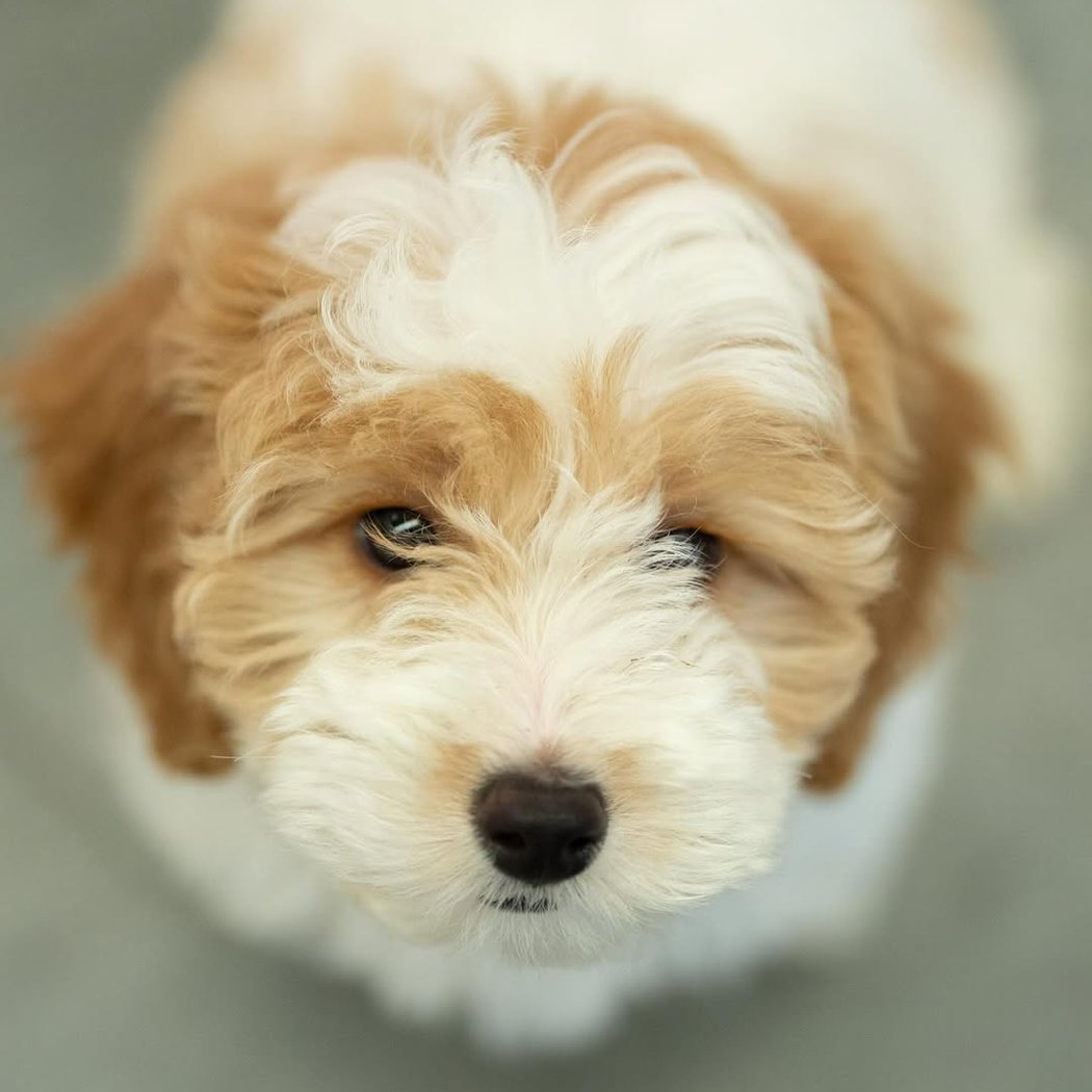 Golden Retriever x Poodle Puppy Yoga 2