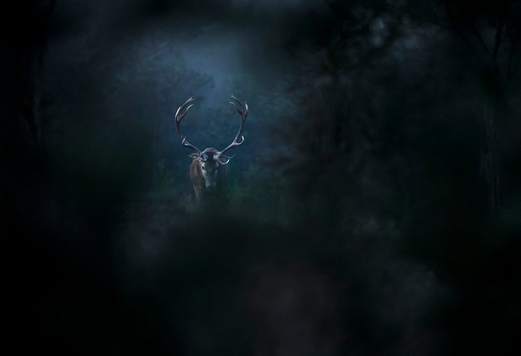 Le Chant des forêts 1