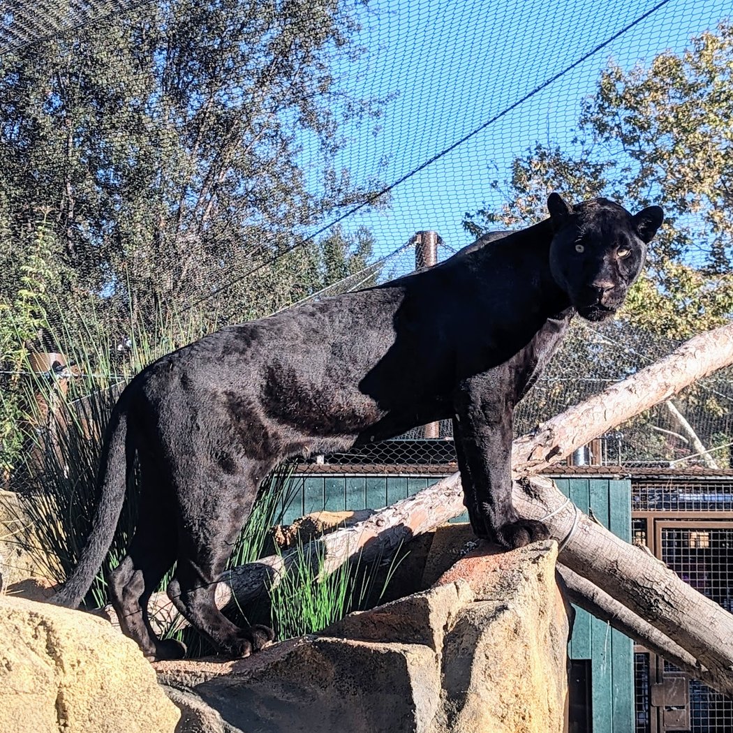 Orange County Zoo 2