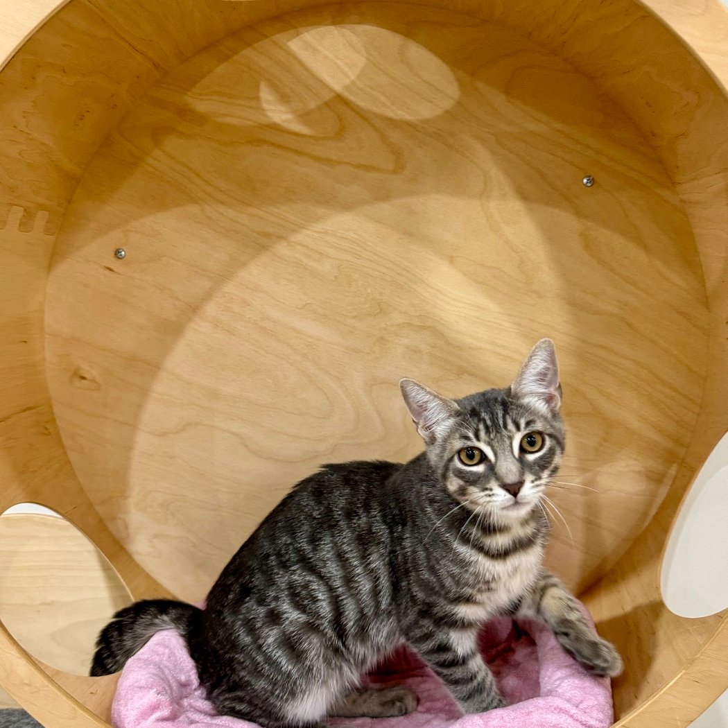 Meow Parlour Cat Cafe 4