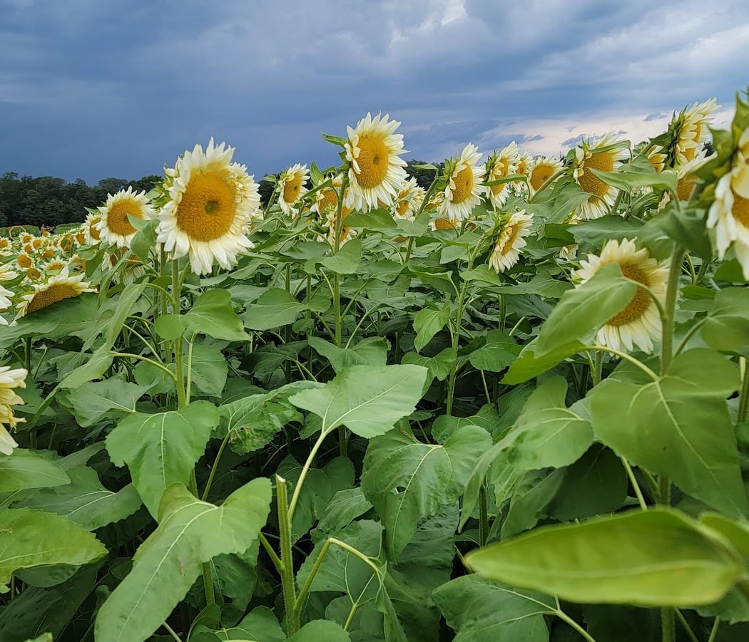 Holland Ridge Farms 2