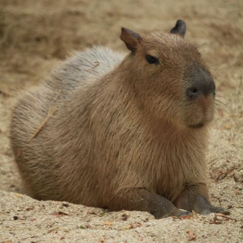 Capybara Behind the Scenes Tour 1