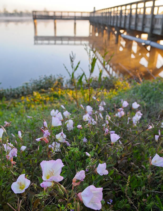 Brazos Bend State Park 3