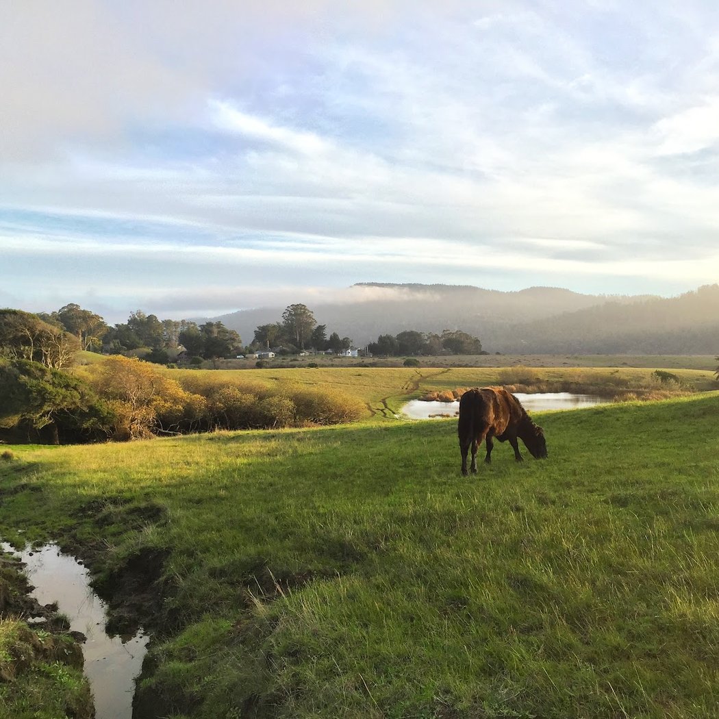 Tomales Bay Trailhead 1