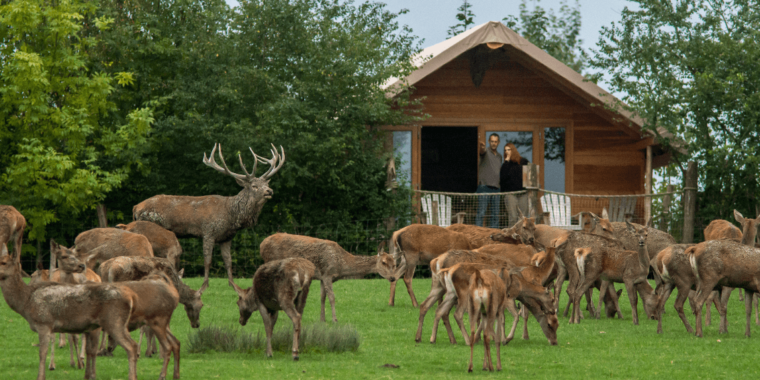Parc animalier de Sainte-Croix 2