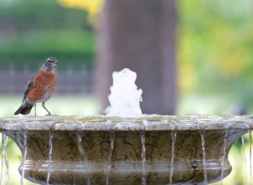 Birdwatching in the Gardens 2