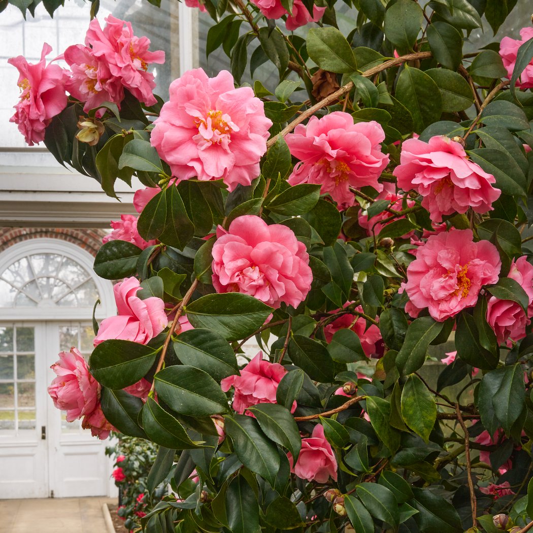 Creative Spirits: The Story of the Camellia House 1
