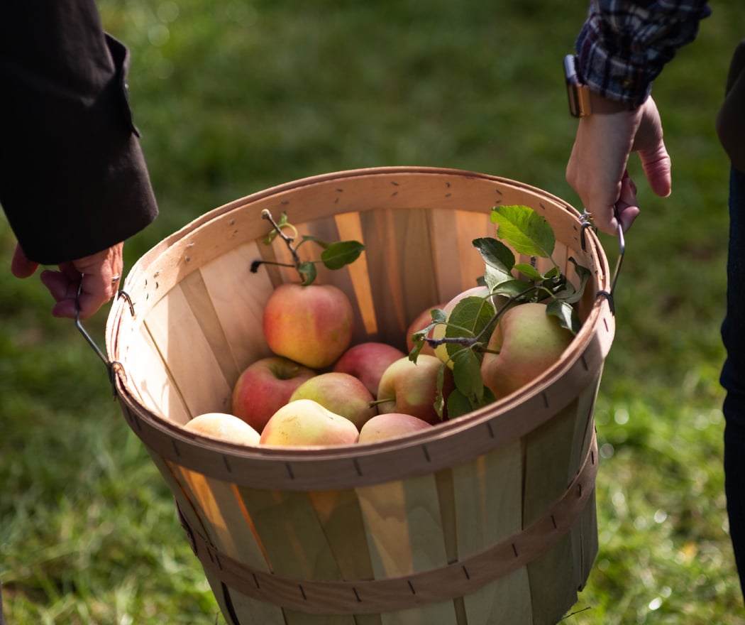 Apple A Day 1