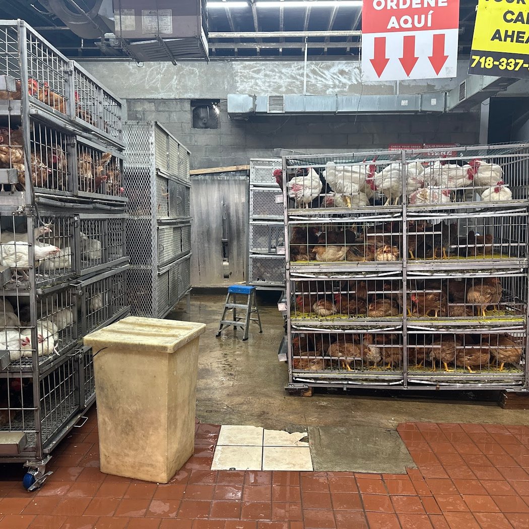Far Rockaway Halal Live poultry 3