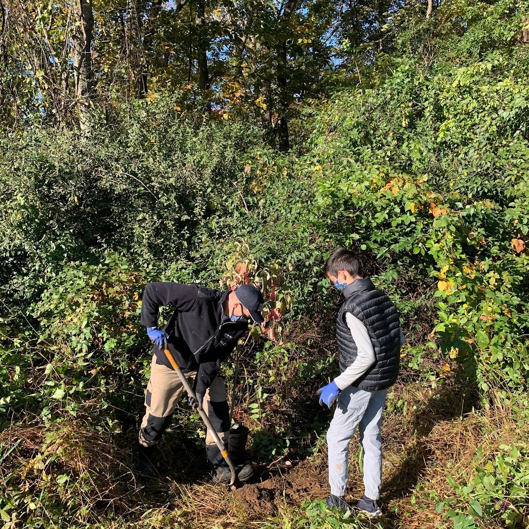 Tree Care Program in Chester, Ridley & Crum Creek Watersheds 3