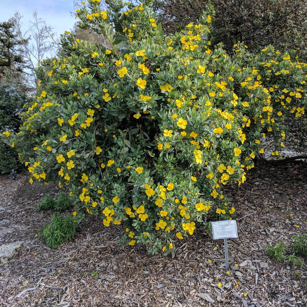 Granada Native Garden 2