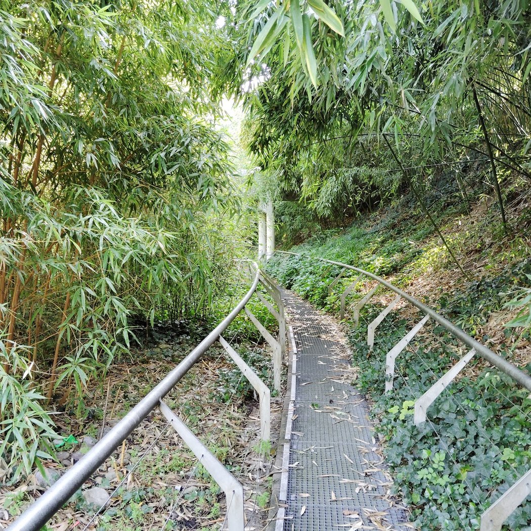 Bambous Garden 1