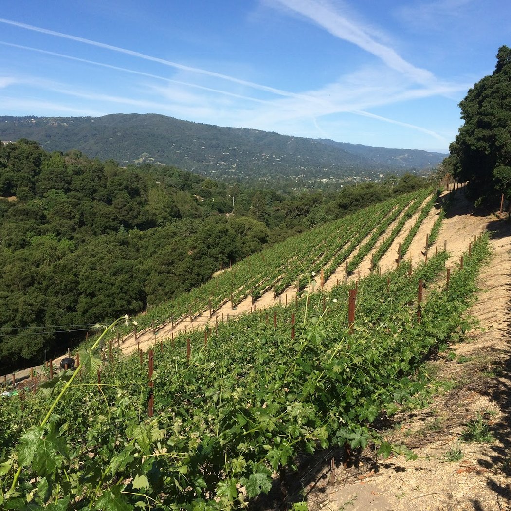Prolific Vines Vineyard 2