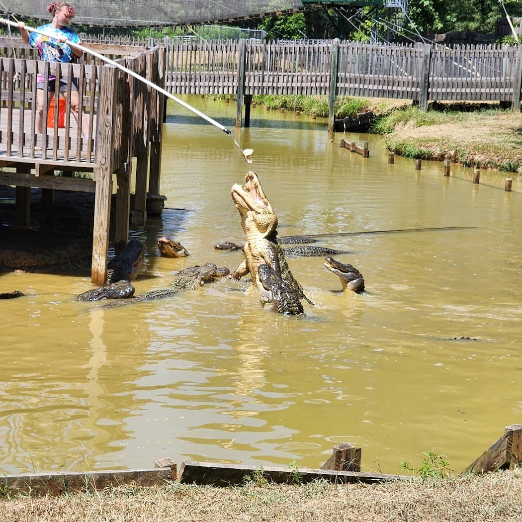 Gators & Friends 1