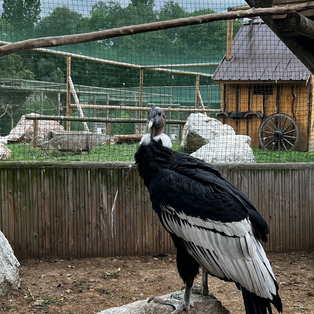 Les Aigles du Léman 2